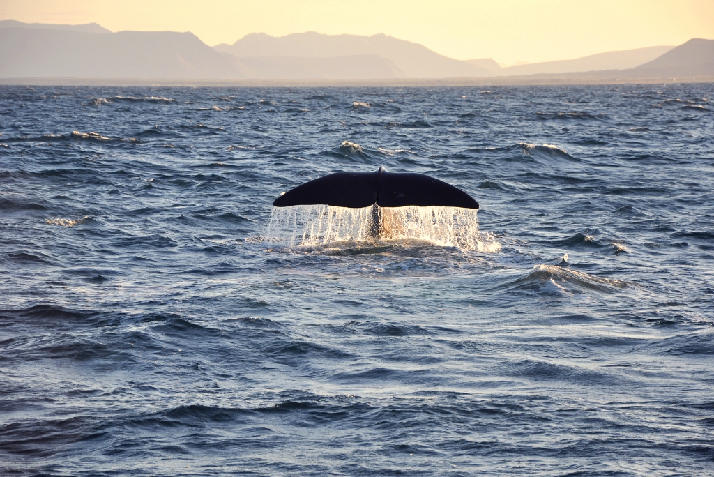 whalewatching