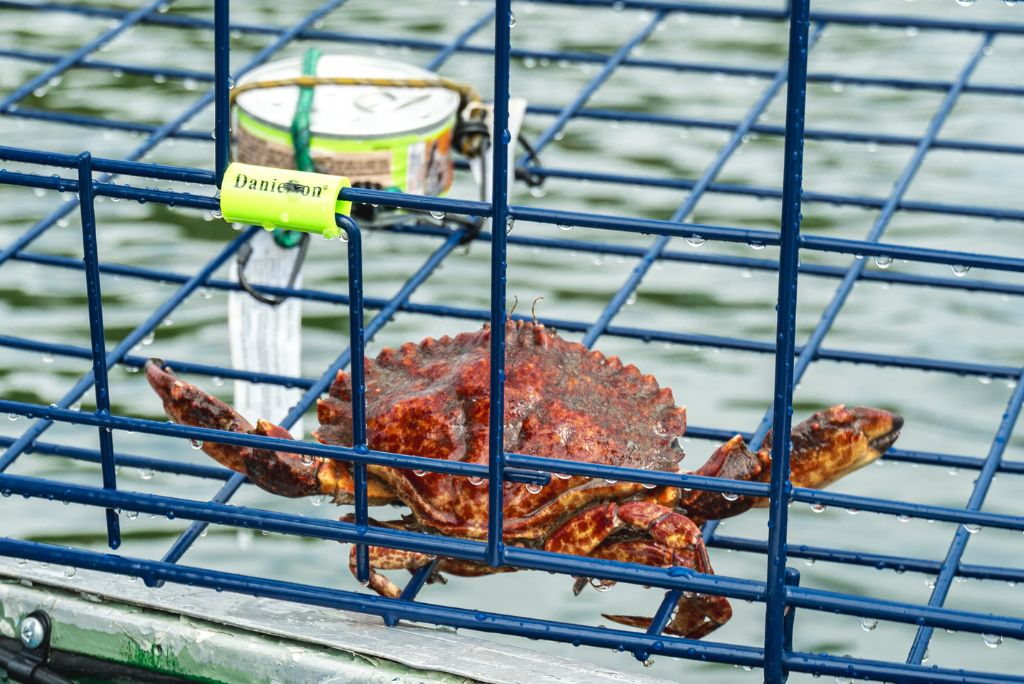 crabbing