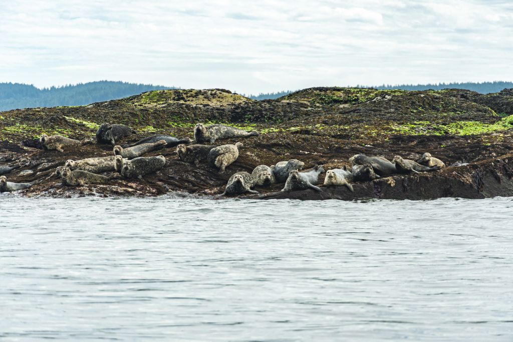 habour seals